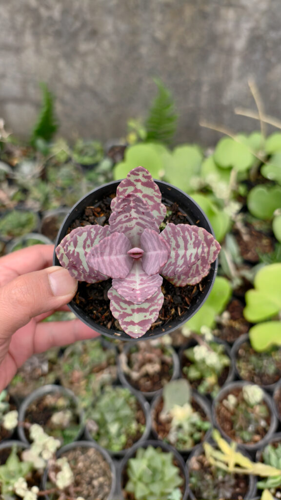 kaktus.id