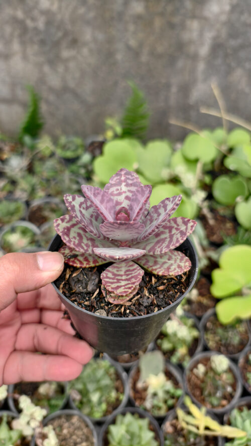 Kalanchoe Humilis, real gallery image #5 plants. Picture taken directly from kaktus.id community Kalanchoe farmer green houses.