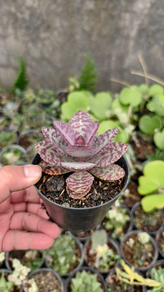 kaktus.id