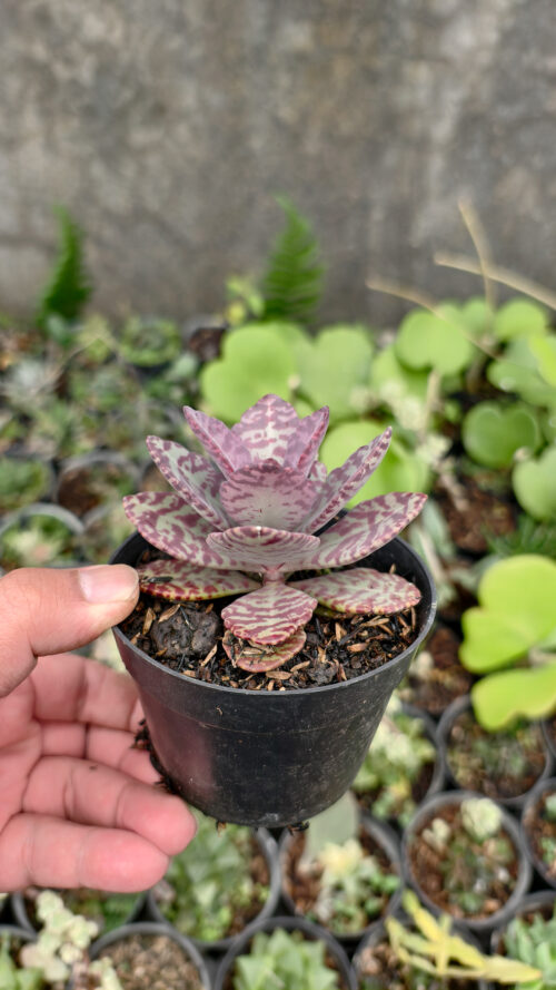 Kalanchoe Humilis, real gallery image #3 plants. Picture taken directly from kaktus.id community Kalanchoe farmer green houses.