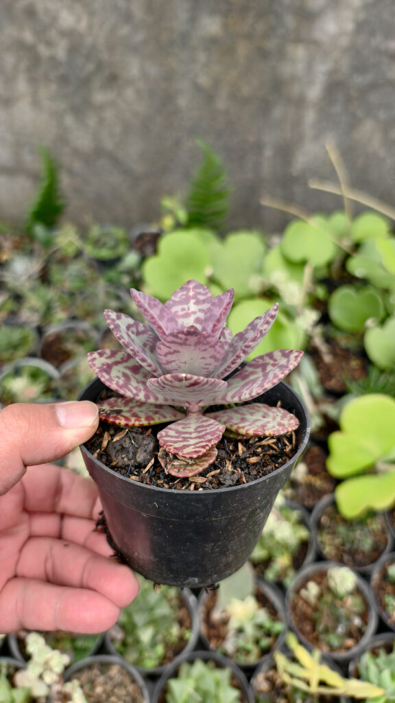kaktus.id