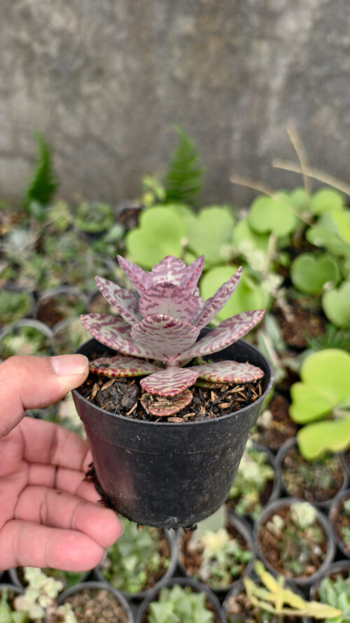 Kalanchoe Humilis, real gallery image #1 plants. Picture taken directly from kaktus.id community Kalanchoe farmer green houses.