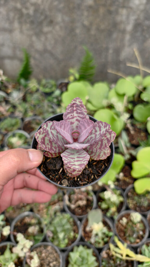 kaktus.id