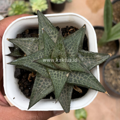 Haworthia Tesselata, real gallery image #6 plants. Picture taken directly from kaktus.id community Haworthia farmer green houses.
