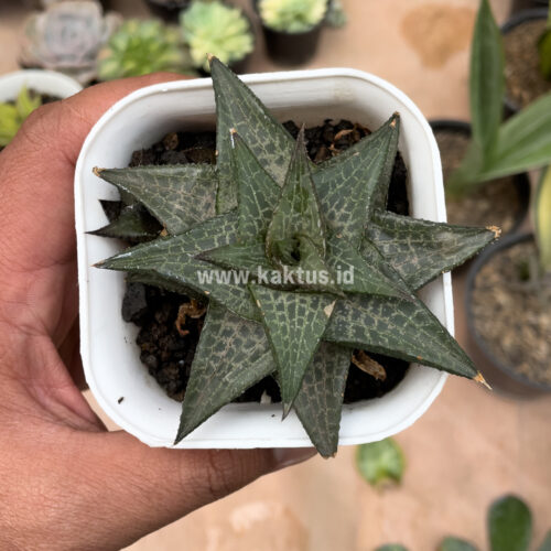 Haworthia Tesselata, real gallery image #2 plants. Picture taken directly from kaktus.id community Haworthia farmer green houses.