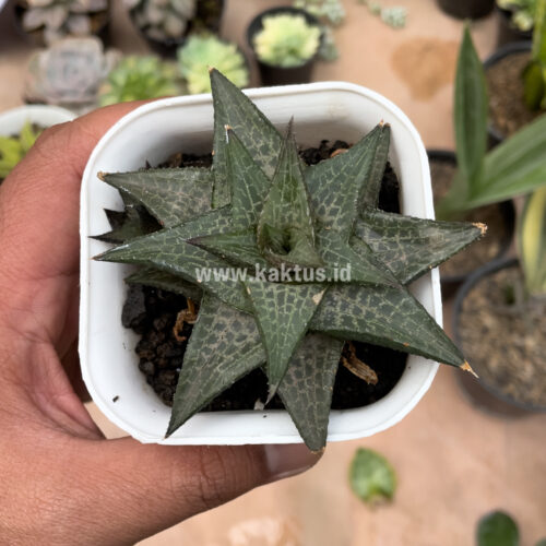 Haworthia Tesselata, real gallery image #3 plants. Picture taken directly from kaktus.id community Haworthia farmer green houses.