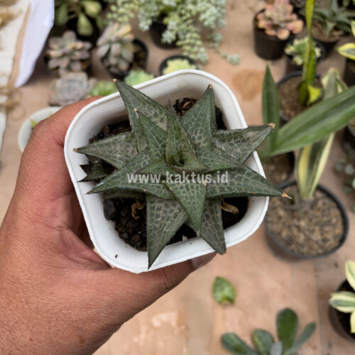 Haworthia Tesselata, real gallery image #8 plants. Picture taken directly from kaktus.id community Haworthia farmer green houses.