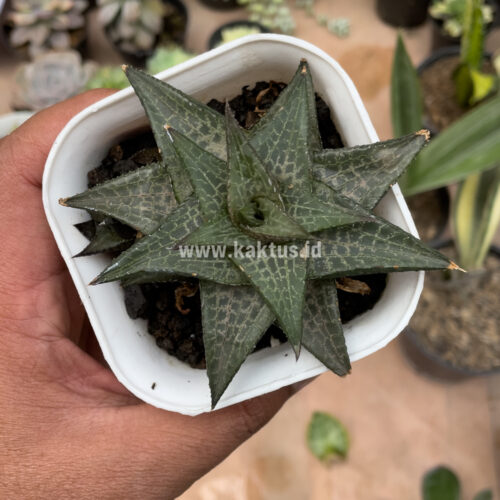 Haworthia Tesselata, real gallery image #5 plants. Picture taken directly from kaktus.id community Haworthia farmer green houses.