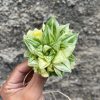 Haworthia Cymbiformis Hybrid Aurea Variegated, real feature image plant. Picture taken directly from kaktus.id community Haworthia farmer green houses.