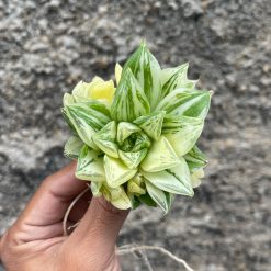 Haworthia Cymbiformis Hybrid Aurea Variegated, real feature image plant. Picture taken directly from kaktus.id community Haworthia farmer green houses.