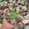 Echeveria Agavoides Margaret Martin, real gallery image #2 plants. Picture taken directly from kaktus.id community Echeveria farmer green houses.
