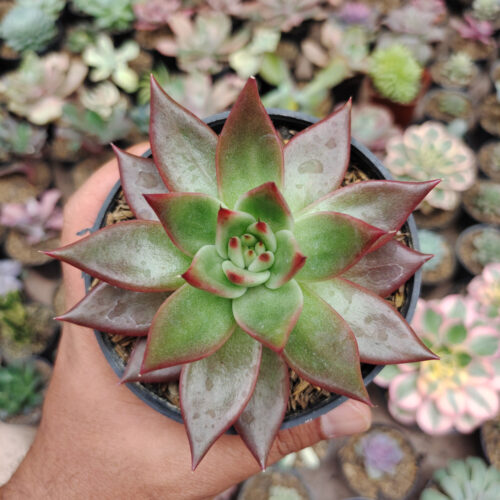 Echeveria Agavoides Margaret Martin, real gallery image #3 plants. Picture taken directly from kaktus.id community Echeveria farmer green houses.