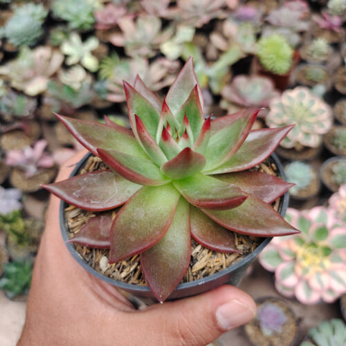 Echeveria Agavoides Margaret Martin, real gallery image #4 plants. Picture taken directly from kaktus.id community Echeveria farmer green houses.