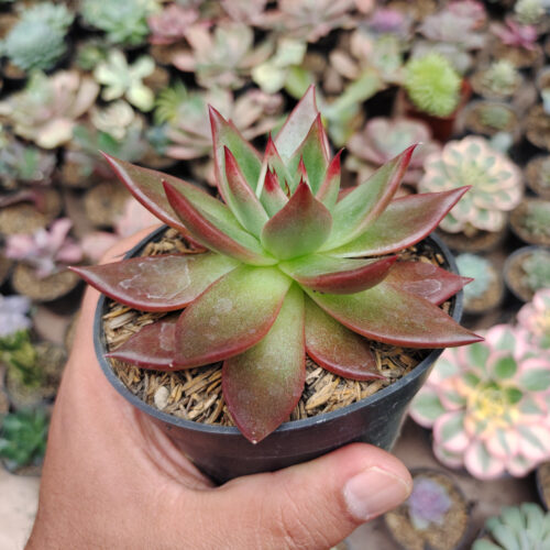 Echeveria Agavoides Margaret Martin, real gallery image #5 plants. Picture taken directly from kaktus.id community Echeveria farmer green houses.