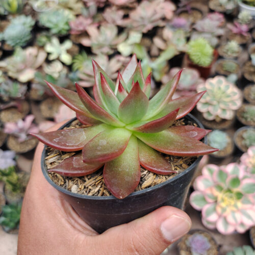 Echeveria Agavoides Margaret Martin, real gallery image #1 plants. Picture taken directly from kaktus.id community Echeveria farmer green houses.