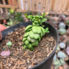 Dischidia Dragon Jade, real gallery image #7 plants. Picture taken directly from kaktus.id community Dischidia farmer green houses.