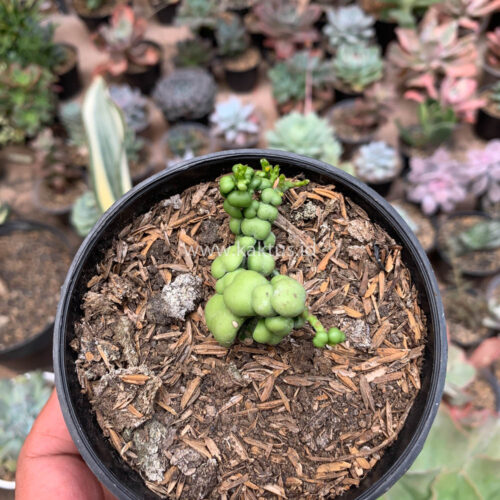 Dischidia Dragon Jade, real gallery image #2 plants. Picture taken directly from kaktus.id community Dischidia farmer green houses.