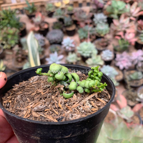 Dischidia Dragon Jade, real gallery image #3 plants. Picture taken directly from kaktus.id community Dischidia farmer green houses.