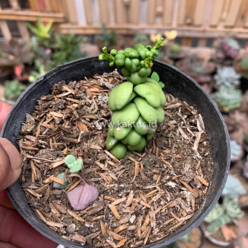 Dischidia Dragon Jade, real gallery image #4 plants. Picture taken directly from kaktus.id community Dischidia farmer green houses.