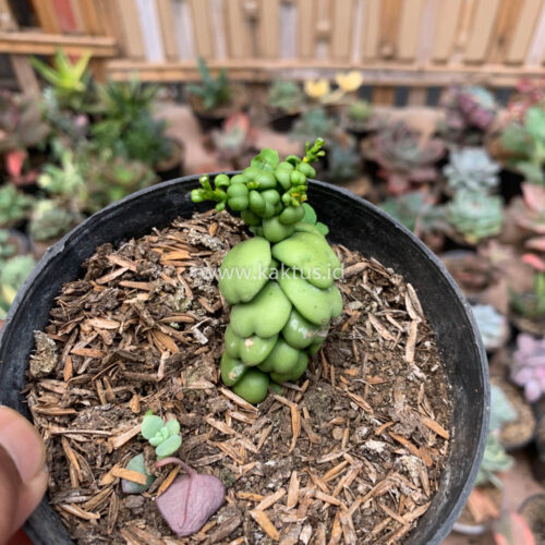 Dischidia Dragon Jade, real gallery image #5 plants. Picture taken directly from kaktus.id community Dischidia farmer green houses.
