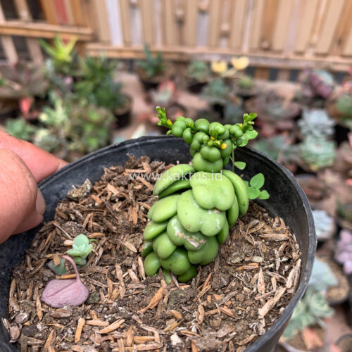 Dischidia Dragon Jade, real gallery image #6 plants. Picture taken directly from kaktus.id community Dischidia farmer green houses.