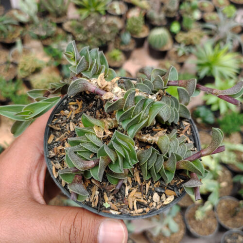 Callisia Navicularis, real gallery image #6 plants. Picture taken directly from kaktus.id community Callisia farmer green houses.