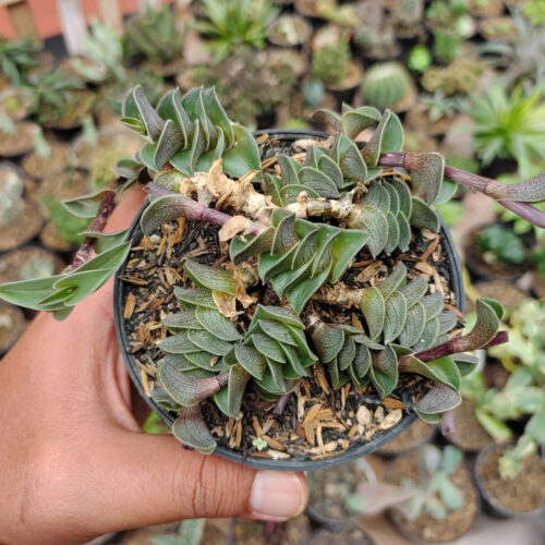 Callisia Navicularis, real gallery image #5 plants. Picture taken directly from kaktus.id community Callisia farmer green houses.