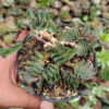 Callisia Navicularis, real gallery image #4 plants. Picture taken directly from kaktus.id community Callisia farmer green houses.