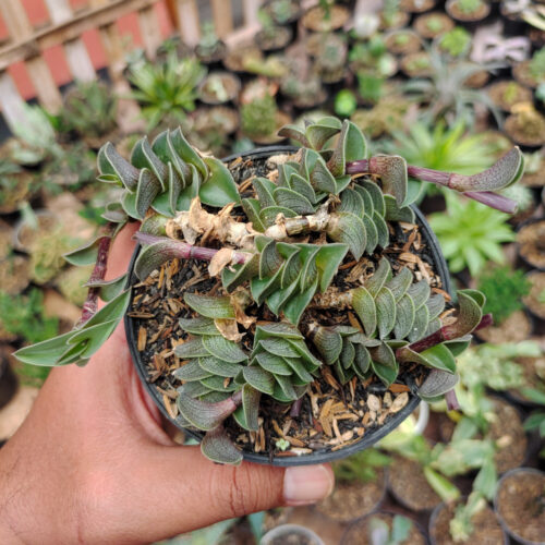 Callisia Navicularis, real gallery image #3 plants. Picture taken directly from kaktus.id community Callisia farmer green houses.