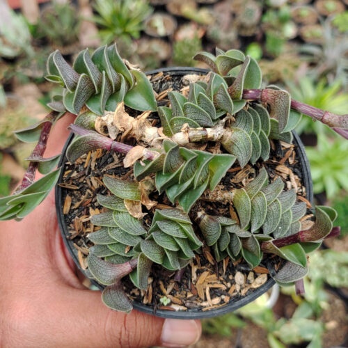 Callisia Navicularis, real gallery image #2 plants. Picture taken directly from kaktus.id community Callisia farmer green houses.