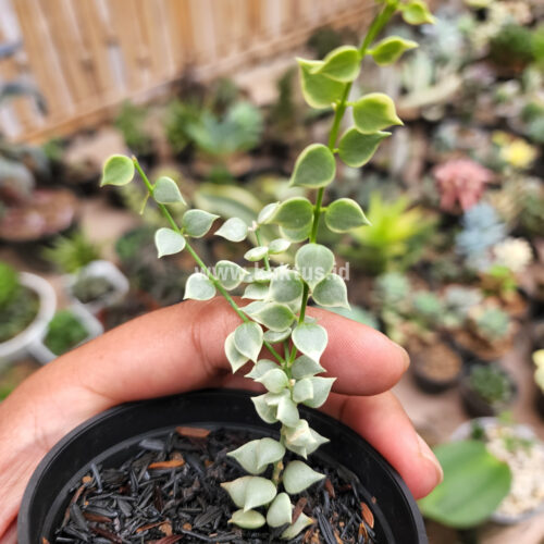 Dischidia Million Heart Variegated, real gallery image #3 plants. Picture taken directly from kaktus.id community Dischidia farmer green houses.