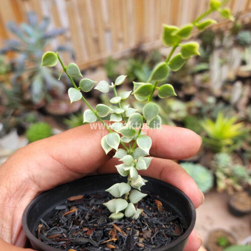 Dischidia Million Heart Variegated, real gallery image #19 plants. Picture taken directly from kaktus.id community Dischidia farmer green houses.