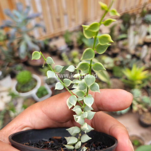 Dischidia Million Heart Variegated, real gallery image #7 plants. Picture taken directly from kaktus.id community Dischidia farmer green houses.