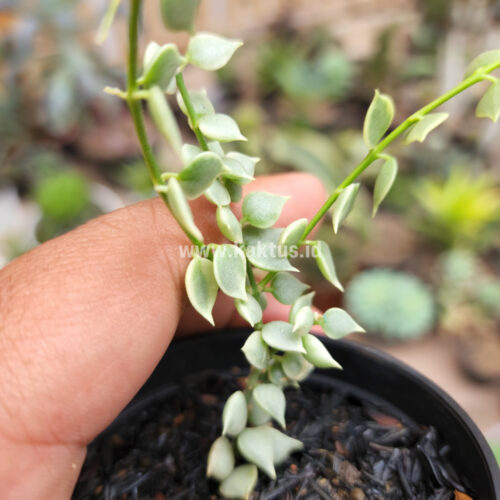 Dischidia Million Heart Variegated, real gallery image #5 plants. Picture taken directly from kaktus.id community Dischidia farmer green houses.