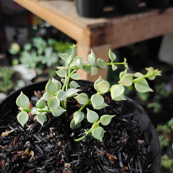 506. Dischidia Million Heart Variegated - Image 9