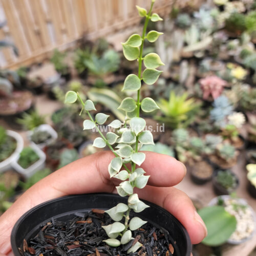 Dischidia Million Heart Variegated, real gallery image #6 plants. Picture taken directly from kaktus.id community Dischidia farmer green houses.