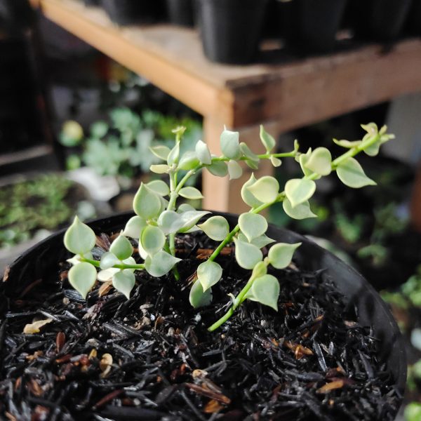506. Dischidia Million Heart Variegated - Image 11