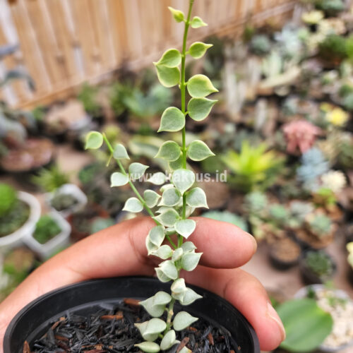 Dischidia Million Heart Variegated, real gallery image #9 plants. Picture taken directly from kaktus.id community Dischidia farmer green houses.
