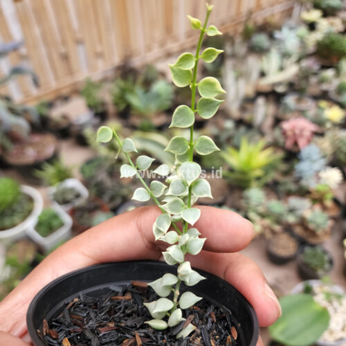 Dischidia Million Heart Variegated, real gallery image #11 plants. Picture taken directly from kaktus.id community Dischidia farmer green houses.