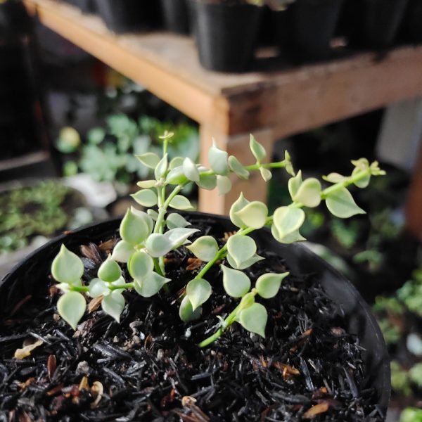 506. Dischidia Million Heart Variegated - Image 17