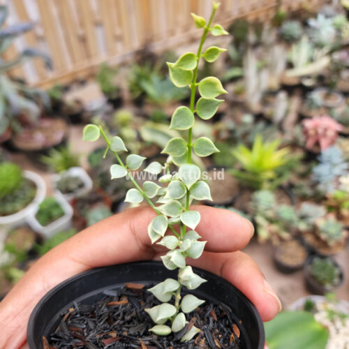 Dischidia Million Heart Variegated, real gallery image #12 plants. Picture taken directly from kaktus.id community Dischidia farmer green houses.