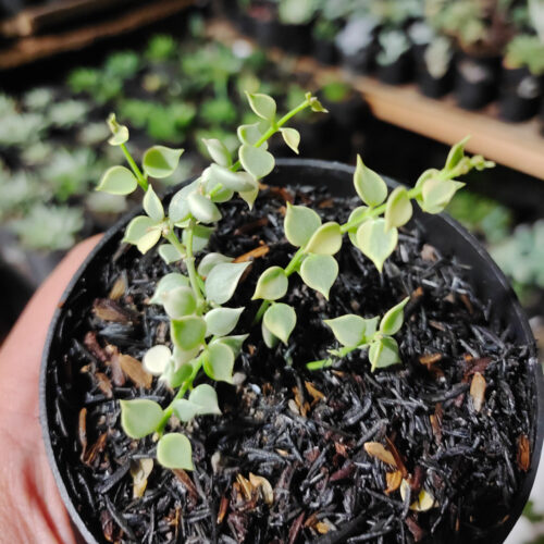 Dischidia Million Heart Variegated, real gallery image #2 plants. Picture taken directly from kaktus.id community Dischidia farmer green houses.