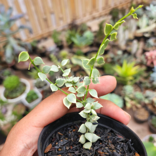 Dischidia Million Heart Variegated, real gallery image #14 plants. Picture taken directly from kaktus.id community Dischidia farmer green houses.