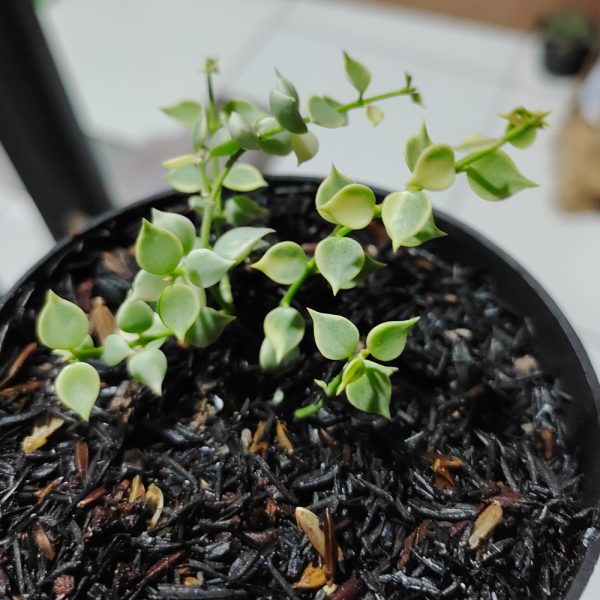 506. Dischidia Million Heart Variegated - Image 18