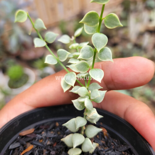 Dischidia Million Heart Variegated, real gallery image #1 plants. Picture taken directly from kaktus.id community Dischidia farmer green houses.
