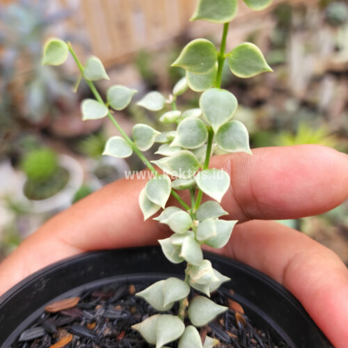 Dischidia Million Heart Variegated, real gallery image #15 plants. Picture taken directly from kaktus.id community Dischidia farmer green houses.