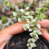Dischidia Million Heart Variegated, real gallery image #18 plants. Picture taken directly from kaktus.id community Dischidia farmer green houses.