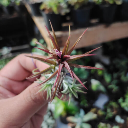 Tillandsia Red Ionantha Fuego ( Airplant ), real gallery image #1 plants. Picture taken directly from kaktus.id community Tillandsia farmer green houses.