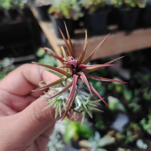 Tillandsia Red Ionantha Fuego ( Airplant ), real gallery image #2 plants. Picture taken directly from kaktus.id community Tillandsia farmer green houses.