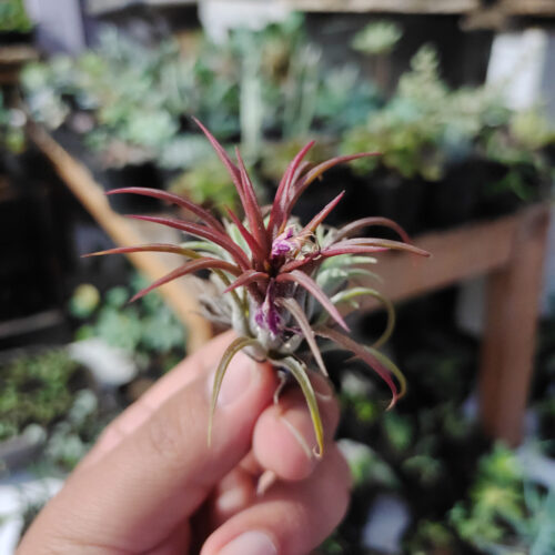 Tillandsia Red Ionantha Fuego ( Airplant ), real gallery image #3 plants. Picture taken directly from kaktus.id community Tillandsia farmer green houses.